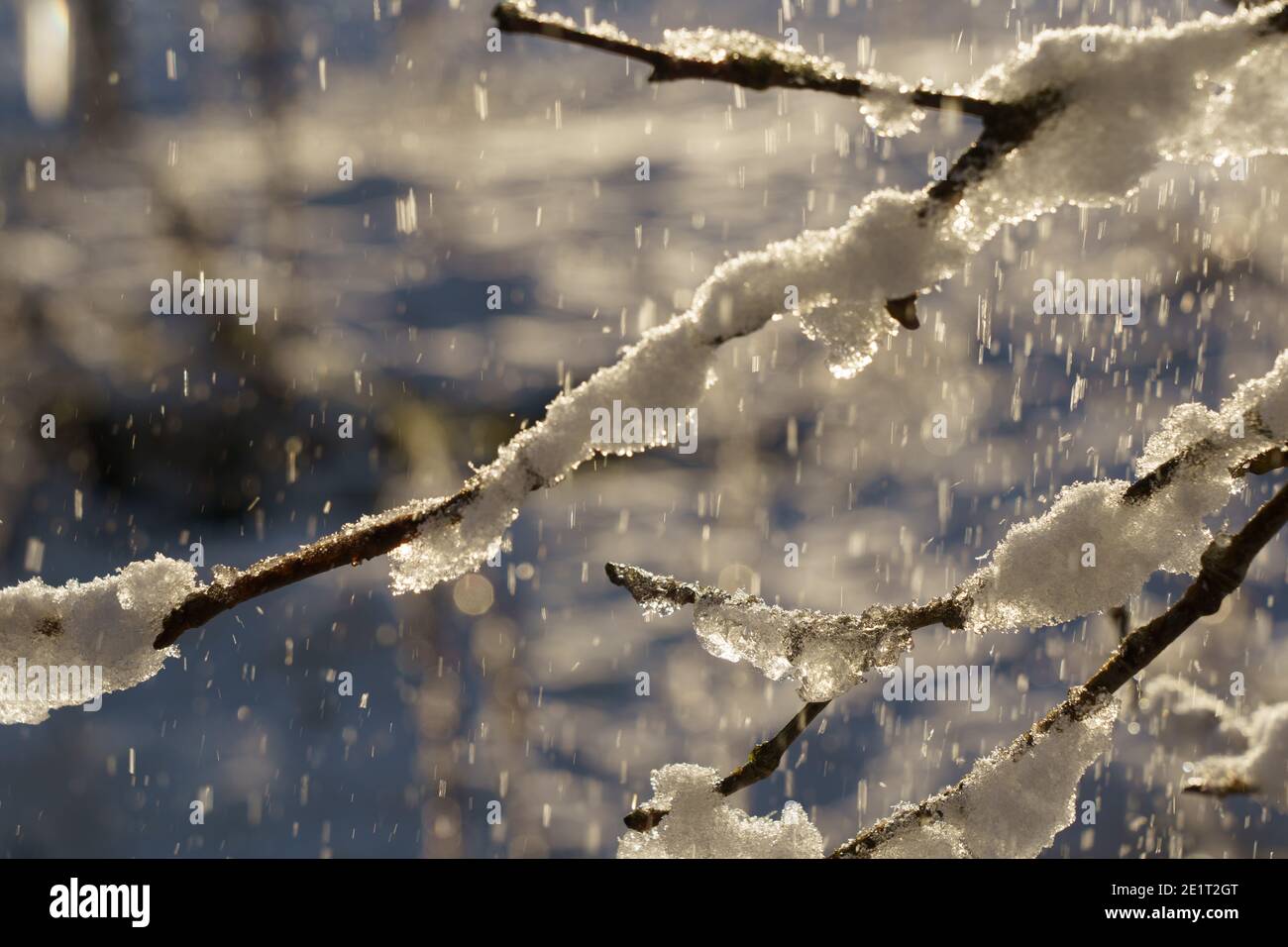 Journée de janvier glacielle à Harrogate, dans le North Yorkshire, avec de la neige et de la glace accrochée aux branches des arbres. Banque D'Images