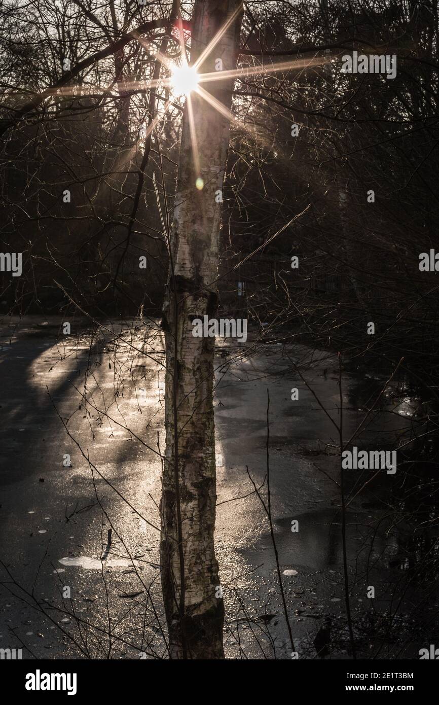 L'hiver, la lumière du soleil éclate à travers les arbres au-dessus d'un étang gelé à Hampstead, Londres, pendant le confinement pandémique. Banque D'Images