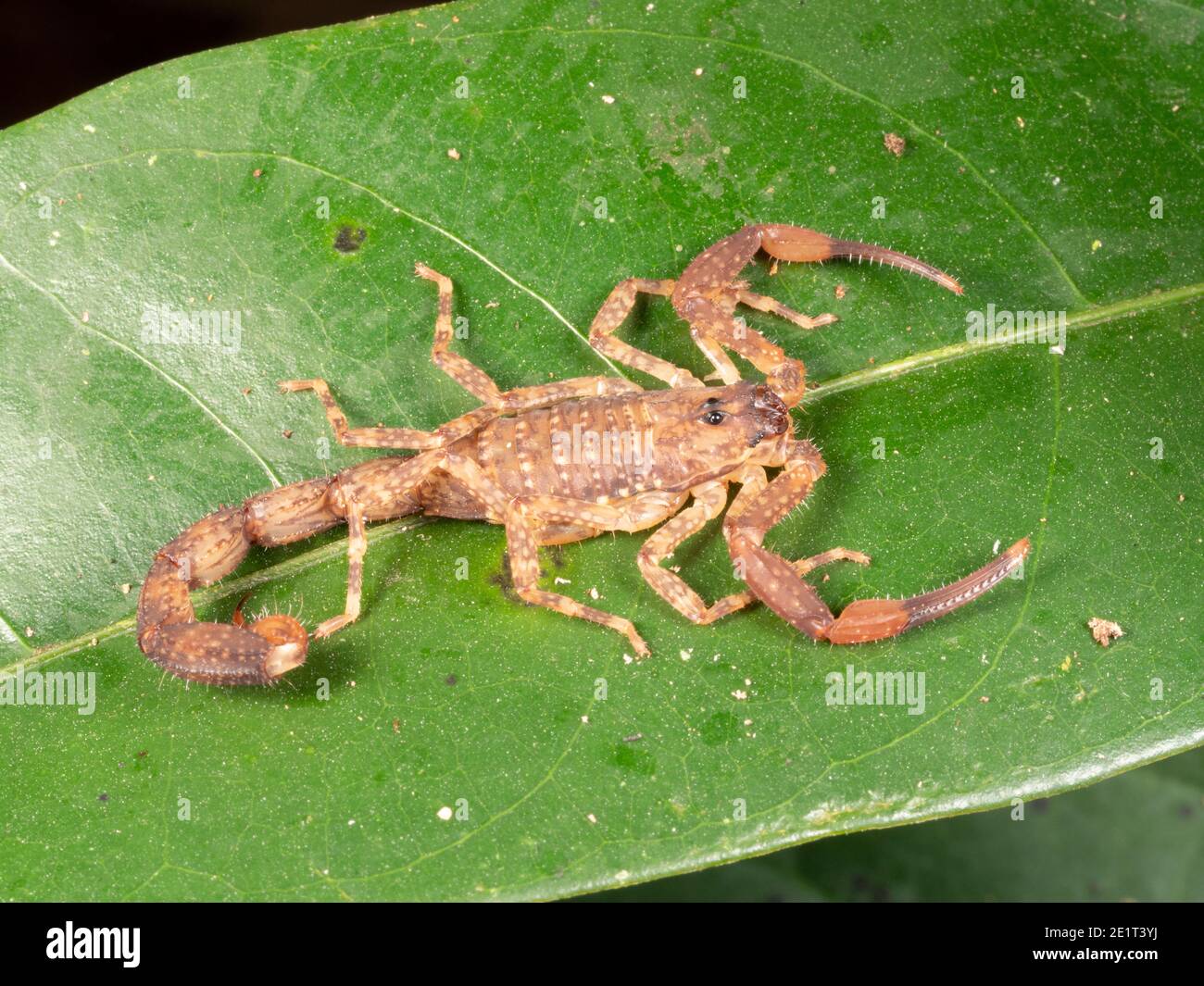 Scorpion à queue épaisse (Tityus sp.) sur une feuille la nuit dans l'Amazonie équatorienne Banque D'Images