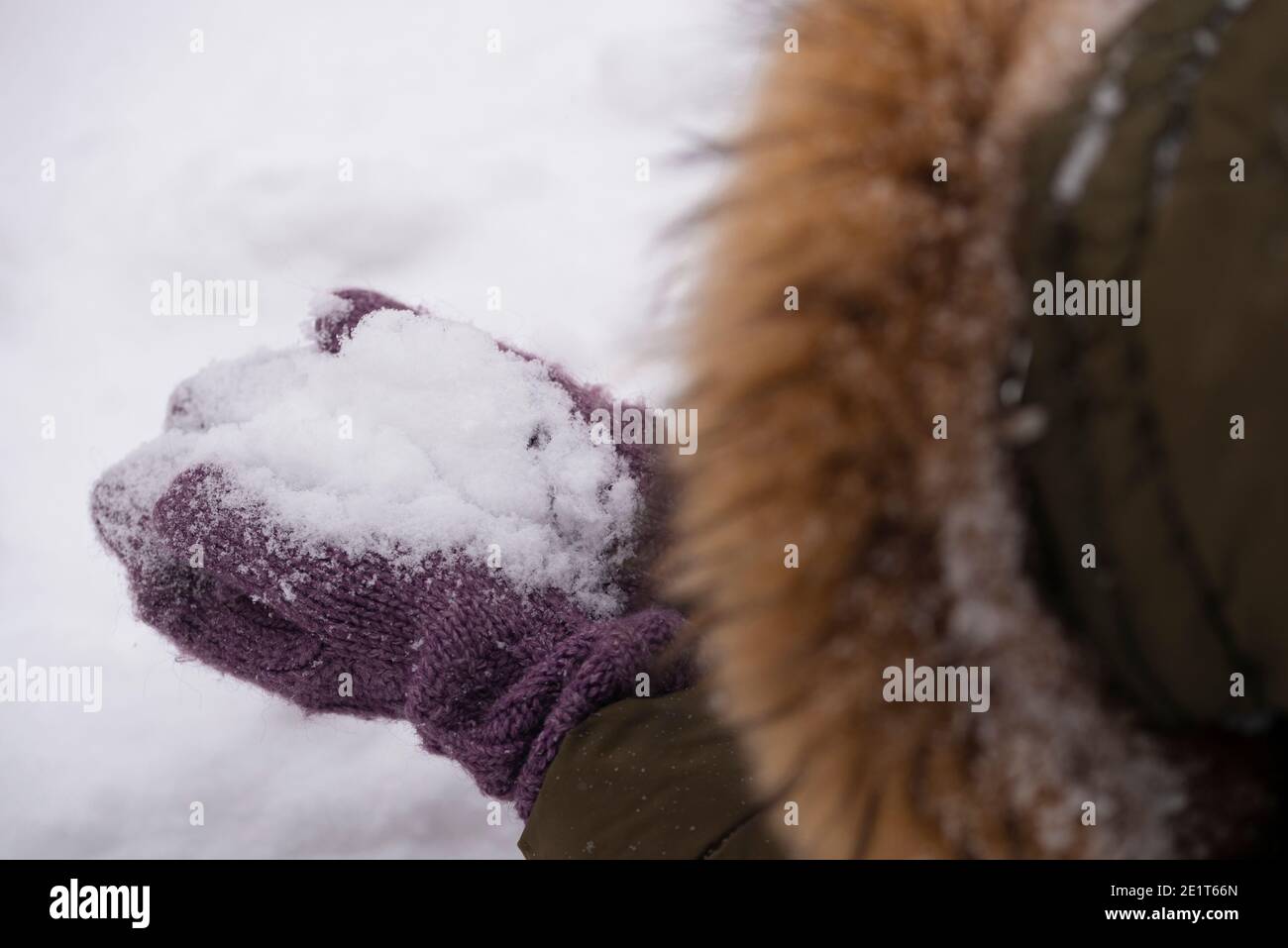 Une fille dans une veste d'hiver à capuche tient la neige dans ses mains dans des mitaines lilas. Le concept du plaisir d'hiver. Banque D'Images