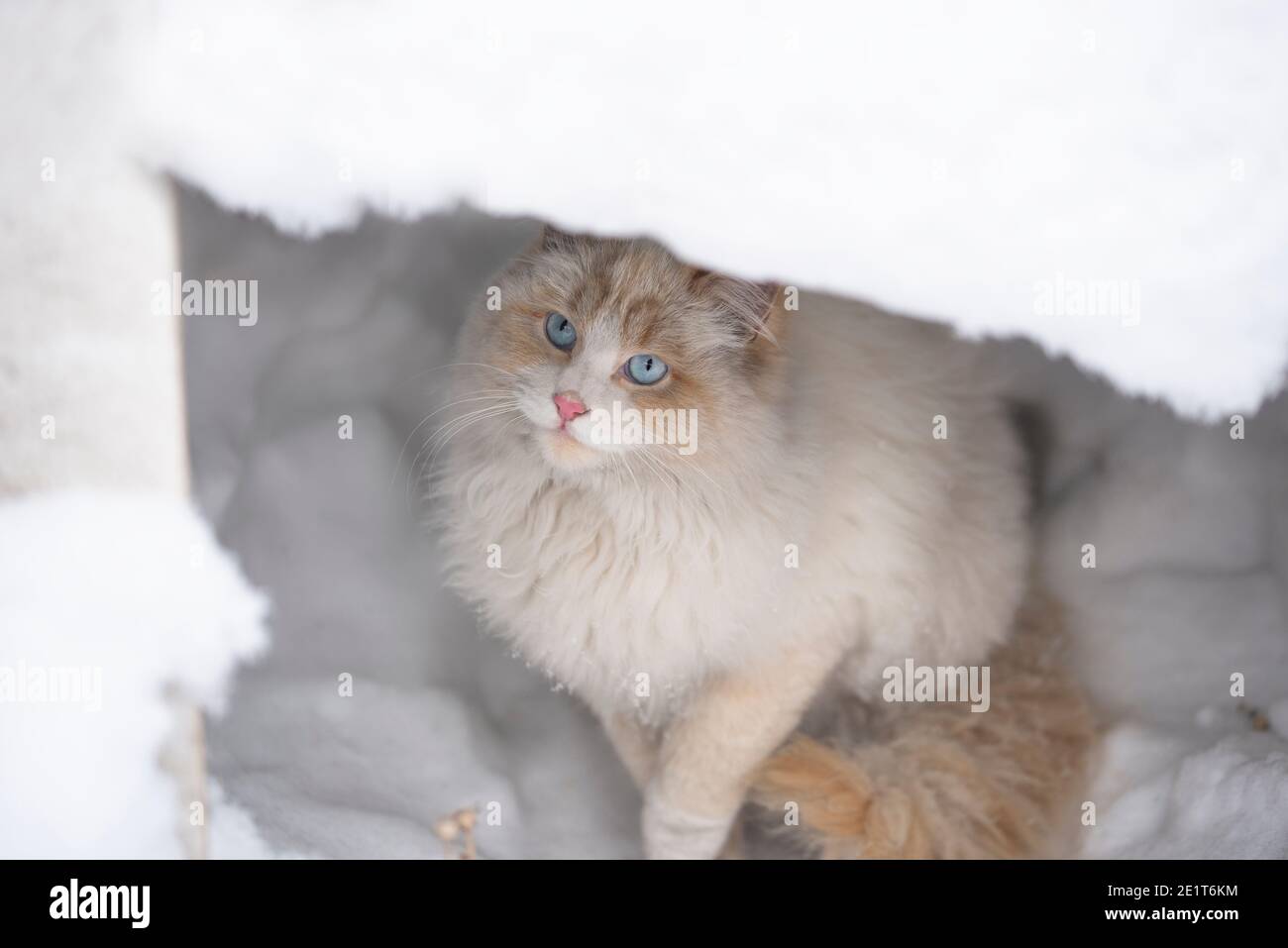 un chat blanc moelleux aux yeux bleus est assis dans un trou de neige blanc dans une dérive de neige. Le concept des animaux de compagnie Banque D'Images