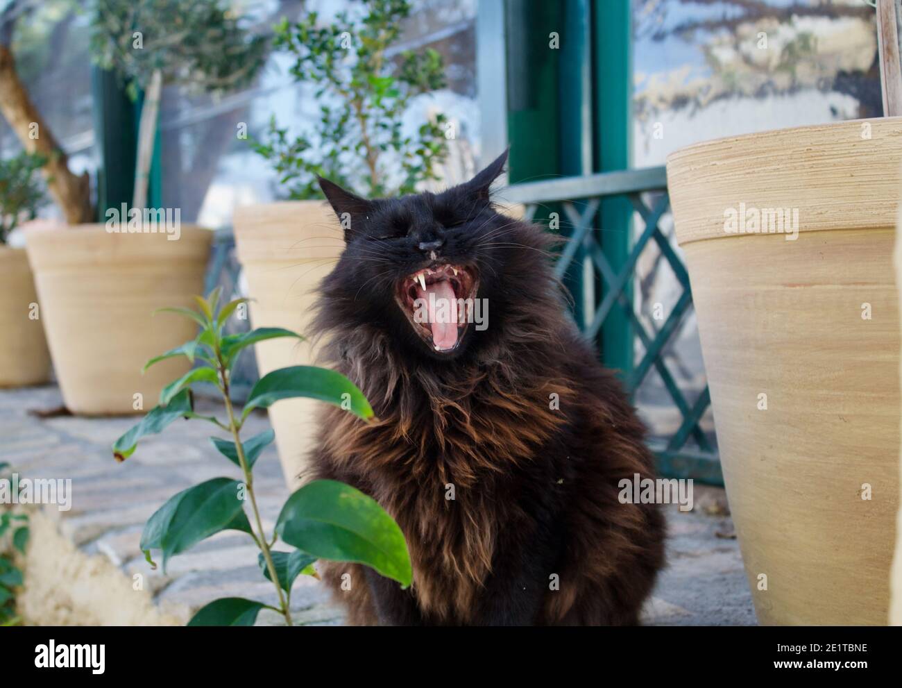 Photo de tête de chat noir et brun bâillant dans un arrière-plan de la rue Banque D'Images