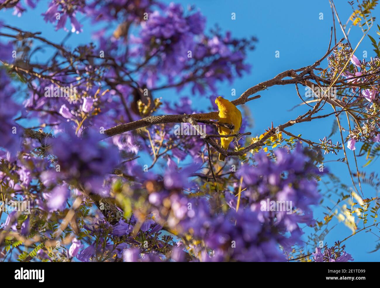 Paruline jaune (Setophaga peteechia) dans l'arbre jacaranda en fleurs (Jacaranda mimosifolia). Banque D'Images