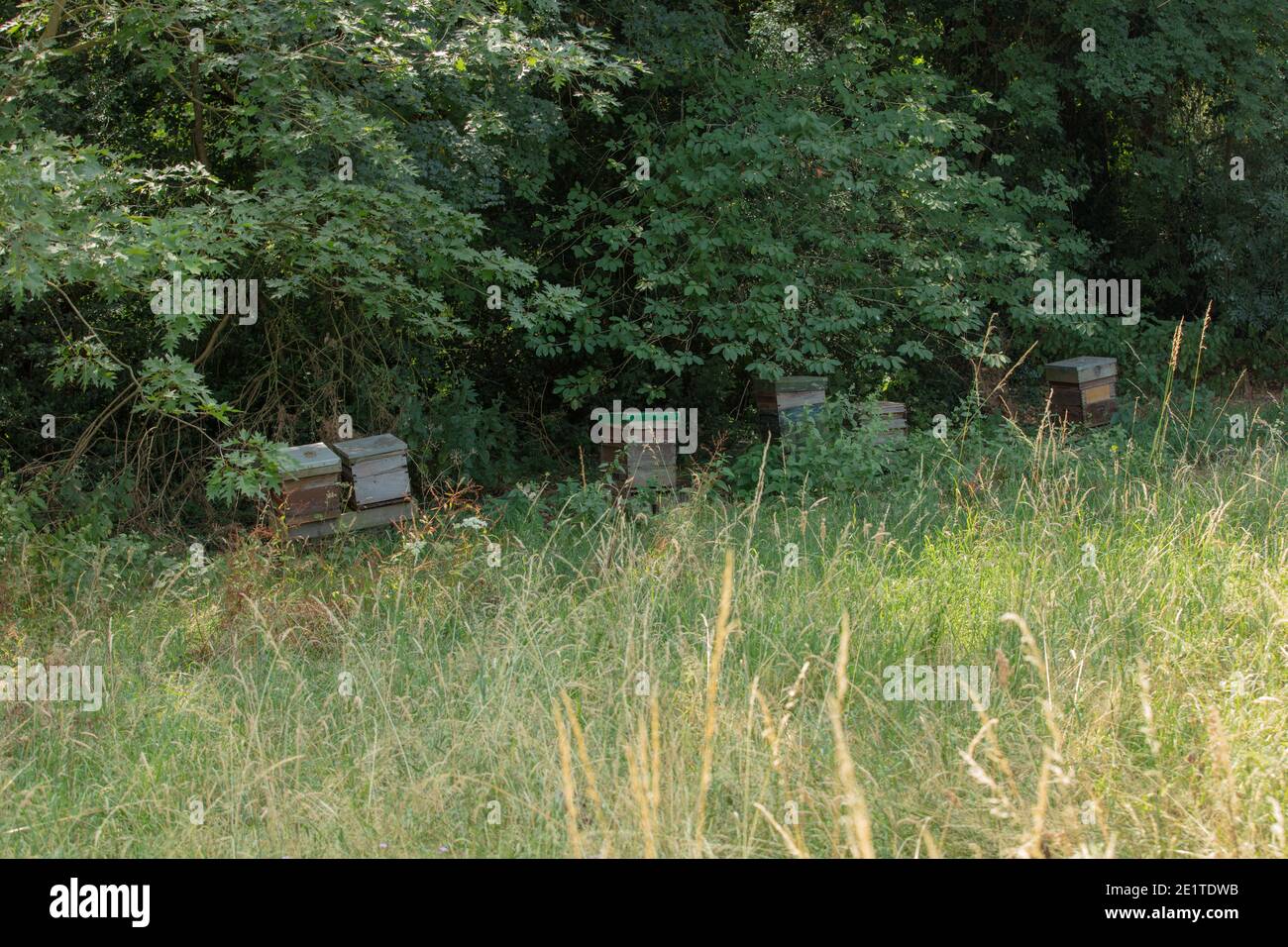 Ruches vues près du bord d'une forêt et d'une prairie d'herbe. Banque D'Images