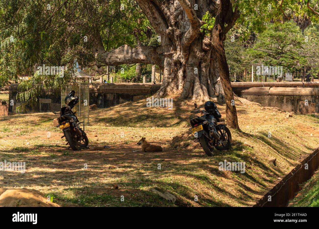 Chien assis entre deux motos dans l'ombre d'un grand arbre Banque D'Images