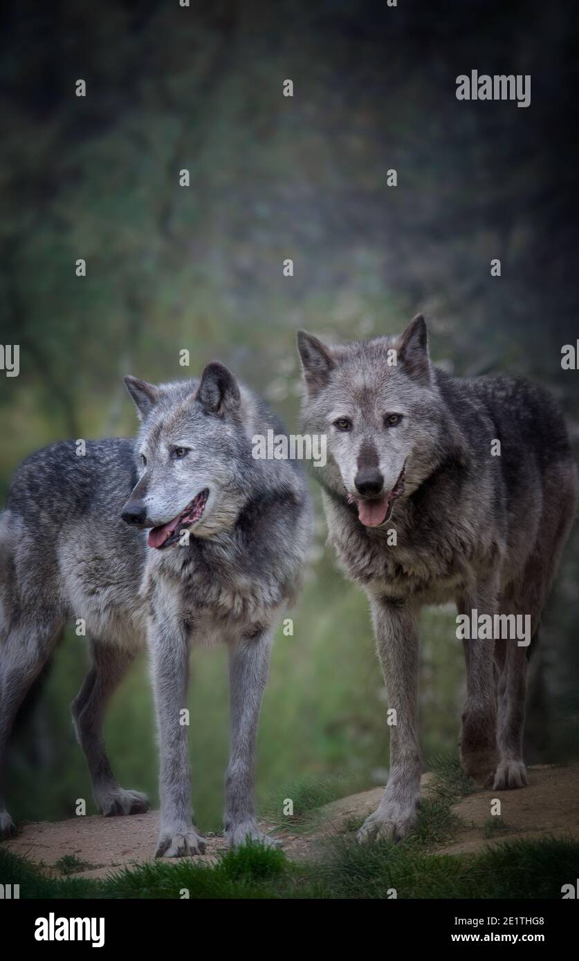 Belle paire de loups gris dans la forêt. Banque D'Images