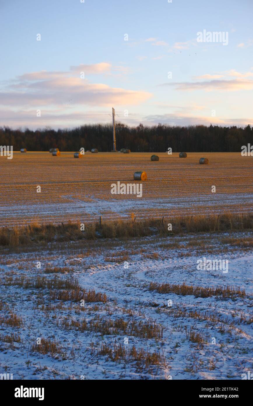Balles rondes illuminées par un faible soleil d'hiver dans un champ écossais, avec des marques de pneus de tracteur sur la neige dans le perdus, Berwickshire, Scottish Borders, Royaume-Uni. Banque D'Images