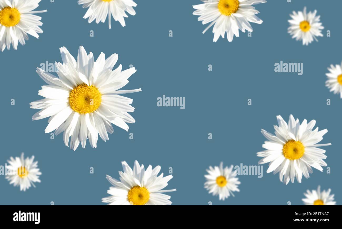 Fond Floral De Paquerettes La Levitation Publicite Carte Postale Dessin Simple Pour N Importe Quelle Conception De Surface Photo Stock Alamy