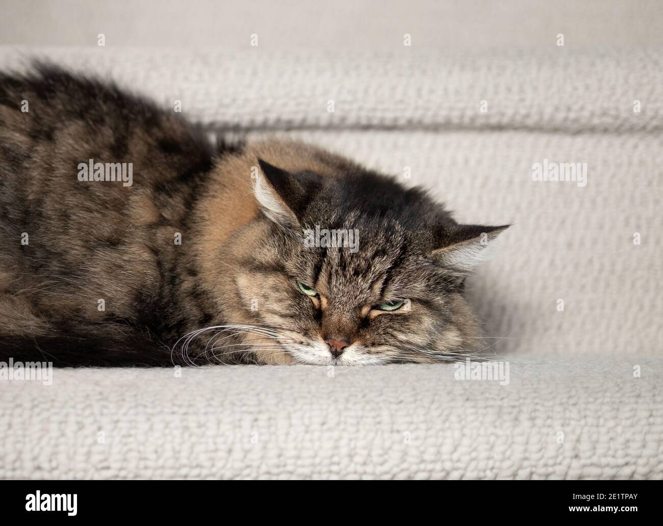 Le chat craque ou craque. Brun cheveux longs senior femelle tabby chat (14 ans) couché sur le côté avec la tête enfoncée sur les escaliers. Concept pour Angry Banque D'Images