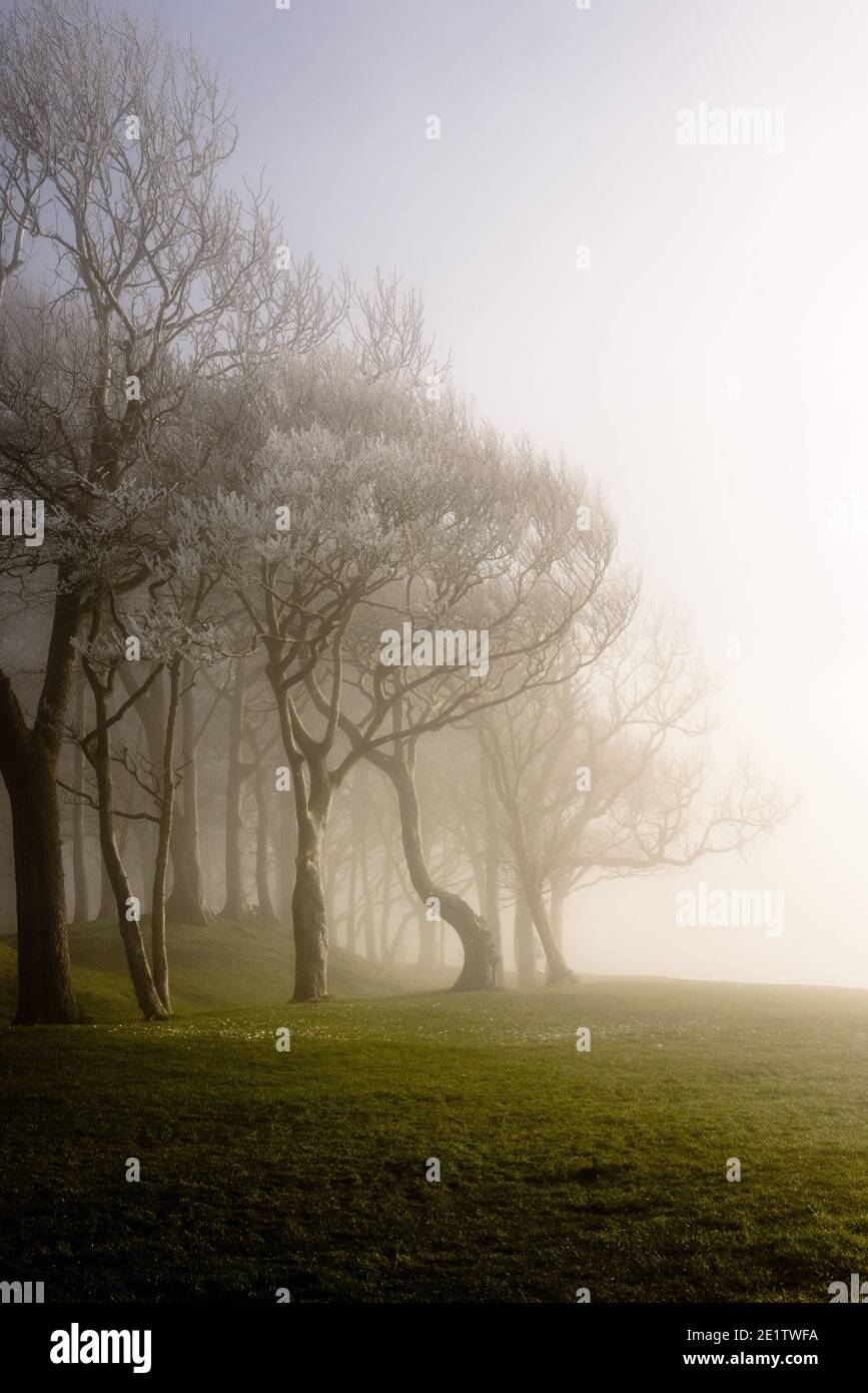 Steyning, Royaume-Uni. 09e janvier 2021. Hoar Frost couvrait des arbres dans le brouillard à l'anneau de Chanctonbury, sur la South Downs Way à Sussex photo Credit: Julia Claxton/Alamy Live News Banque D'Images
