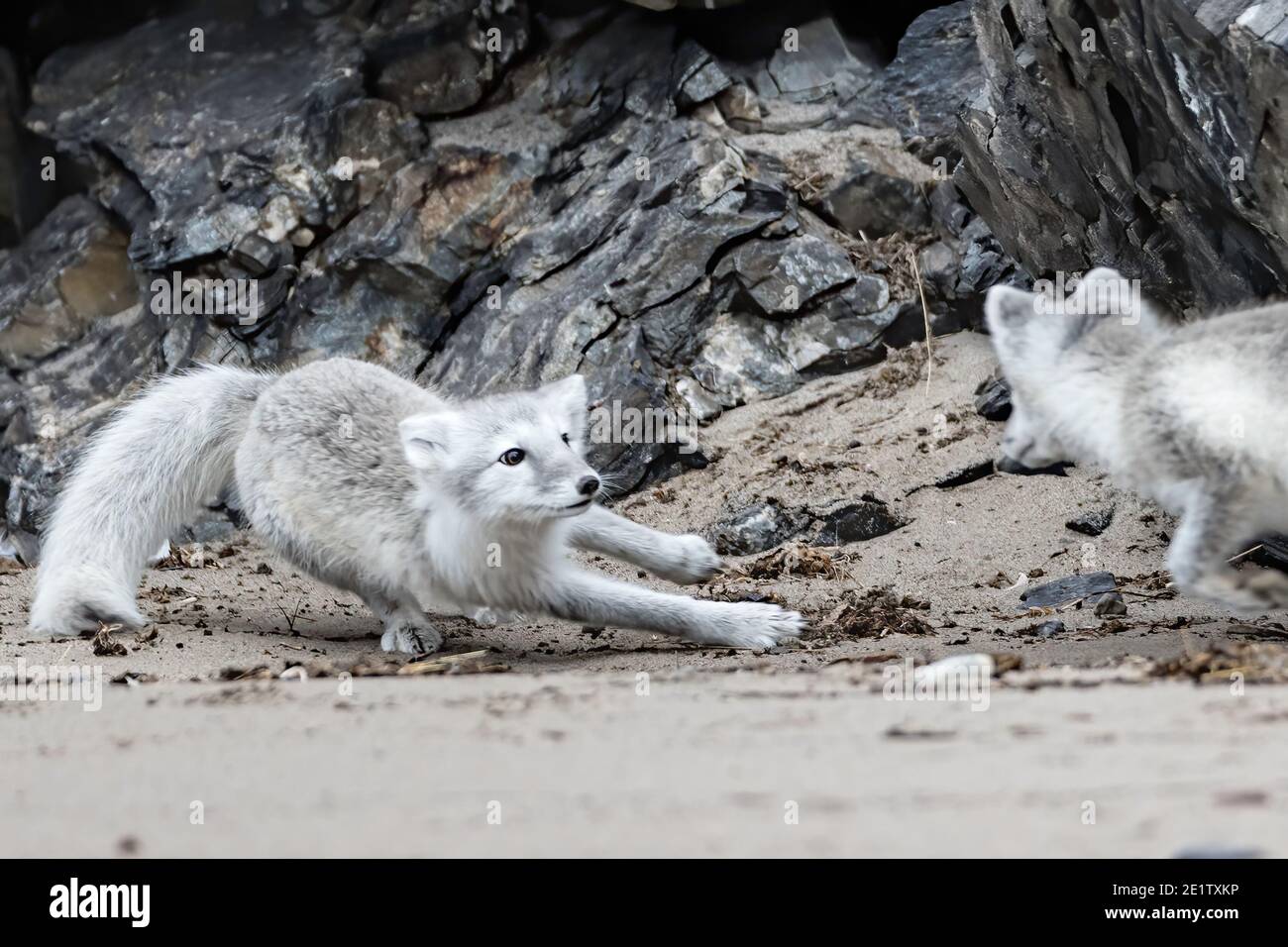 Les renards arctiques jouent sur la plage de Kings Bay, près de NY-Alesund Banque D'Images