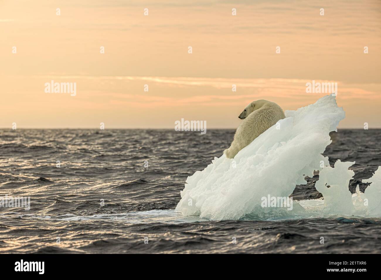 L'ours polaire repose sur un iceberg. Océan Arctique au nord de Spitzbergen. Copier l'espace à gauche Banque D'Images