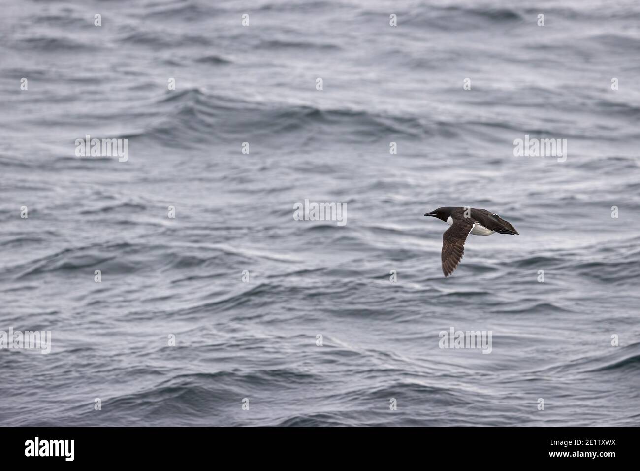 Guillemot en été plumage volant au-dessus de l'océan arctique Banque D'Images