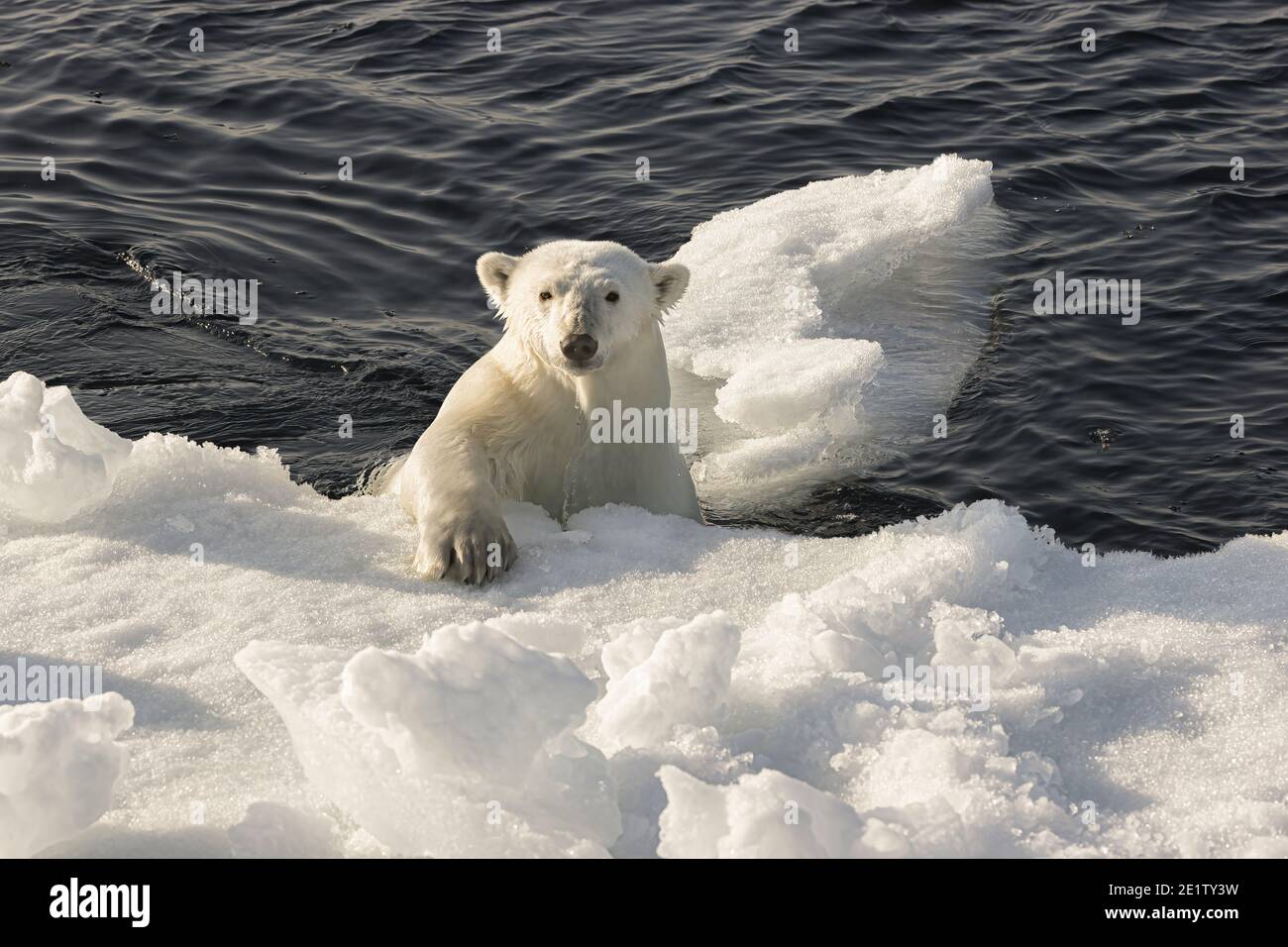 Ours polaire adulte grimpant sur une banquise dans le océan arctique au nord de Spitzbergen Banque D'Images