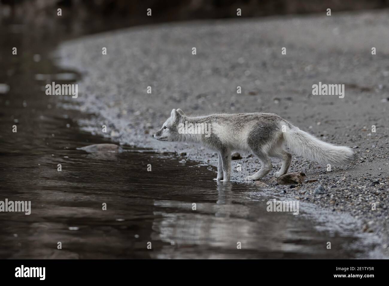 Les renards arctiques jouent sur la plage de Kings Bay, près de NY-Alesund Banque D'Images