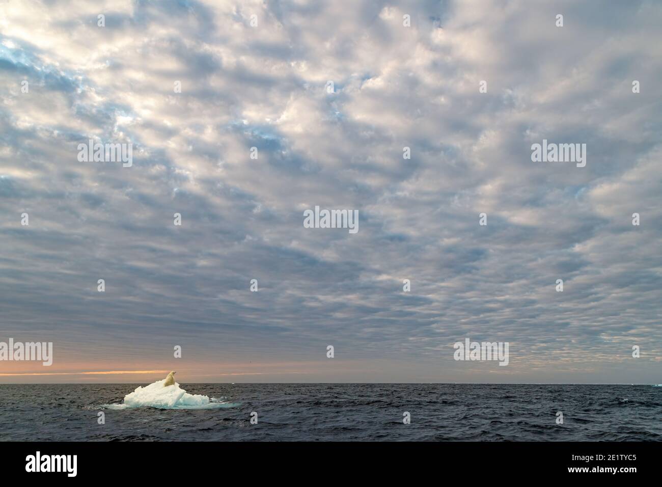 Sous un grand ciel, un ours polaire adulte seul dort sur une banquise solitaire dans l'océan arctique au nord de Spitzbergen, se reposant avant sa prochaine baignade. Banque D'Images
