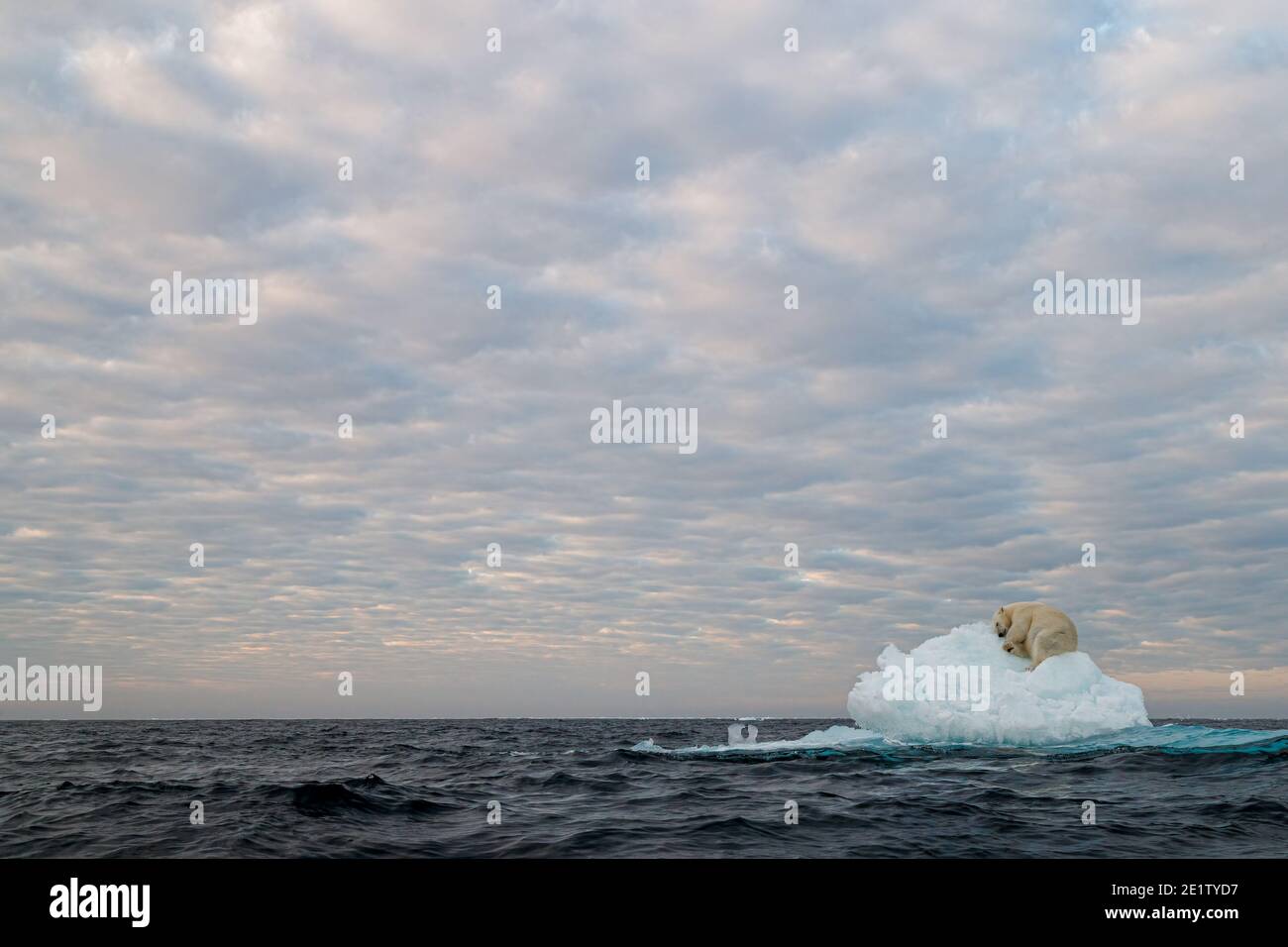 Sous un grand ciel, un ours polaire adulte seul dort sur une banquise solitaire dans l'océan arctique au nord de Spitzbergen, se reposant avant sa prochaine baignade. Banque D'Images