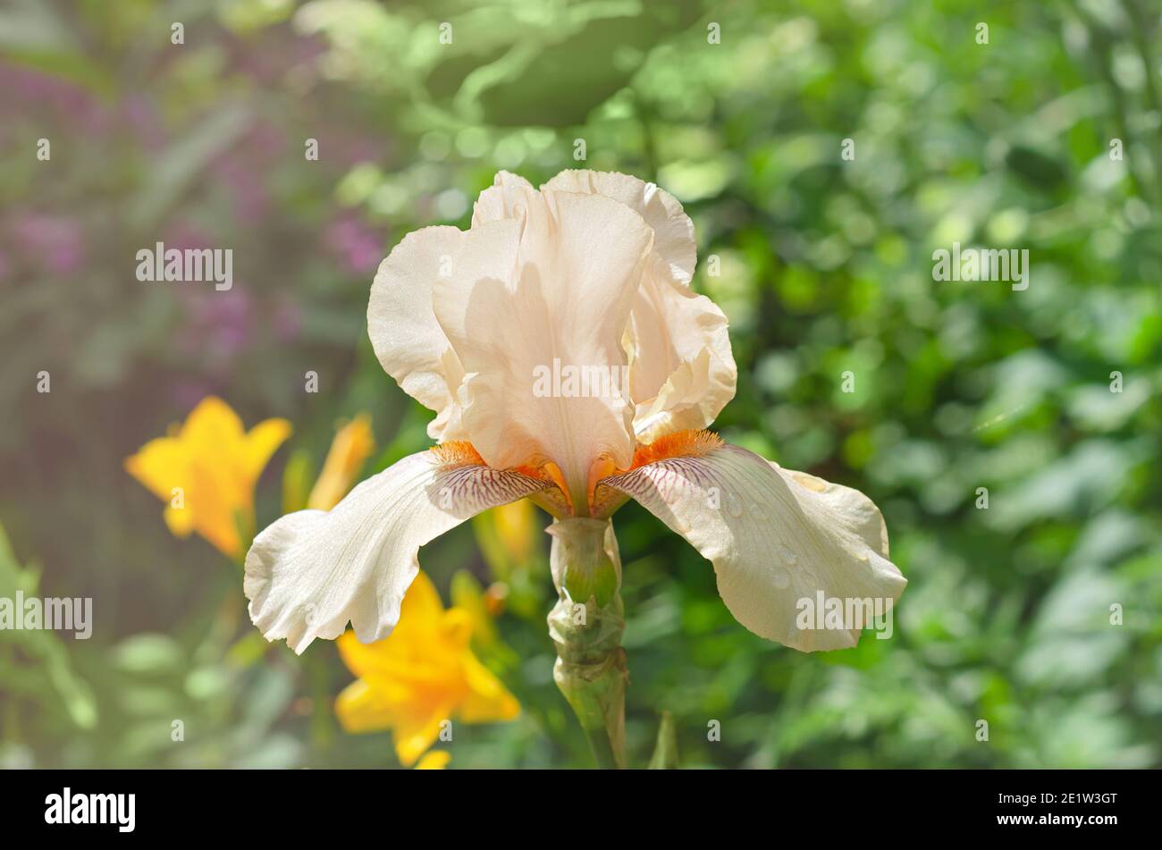 Fleur d'iris rose sur fond vert. Mise au point sélective Banque D'Images