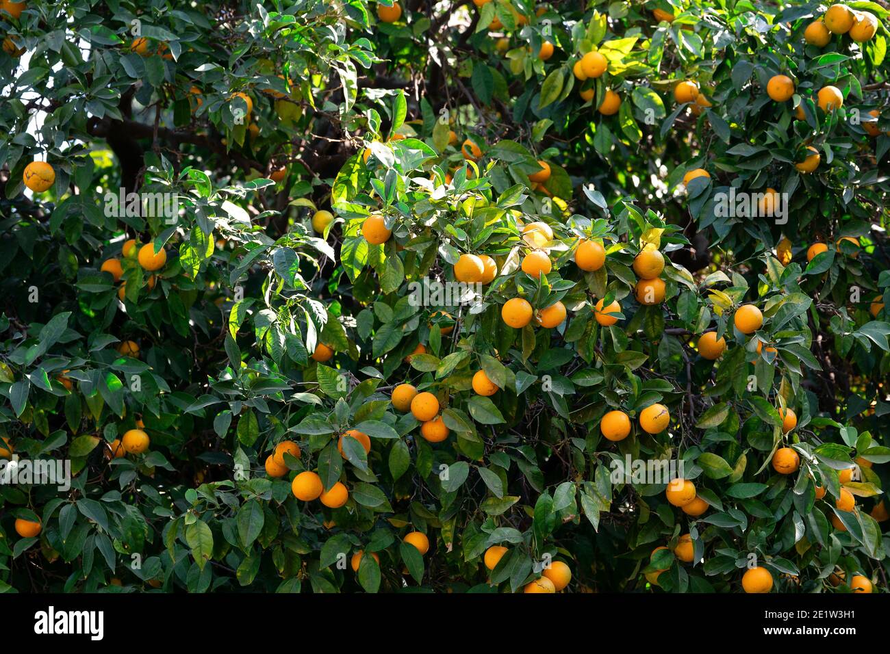 Arrière-plan avec des oranges mûres accrochées sur les branches de l'arbre orange avec des feuilles vertes Banque D'Images