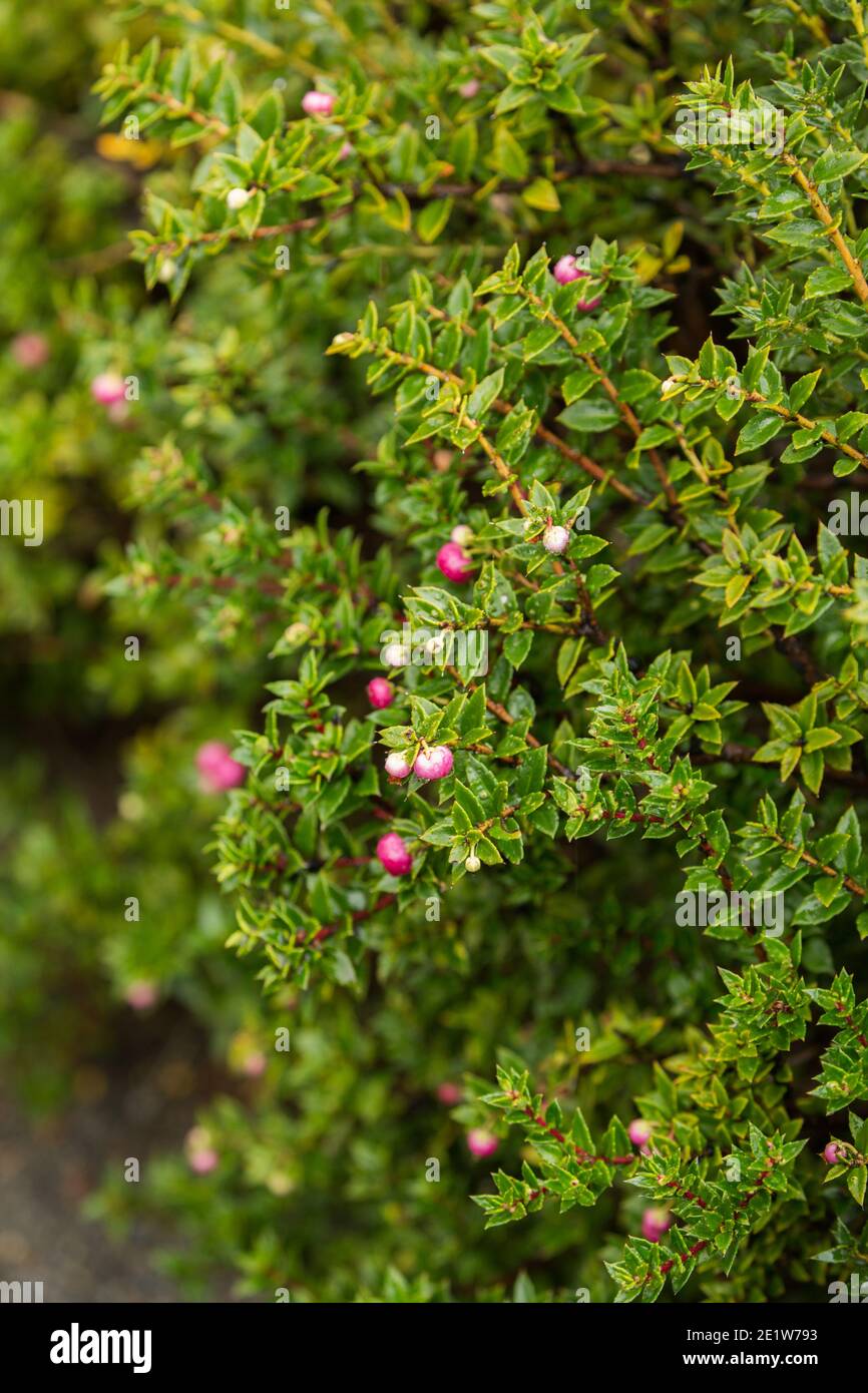 Baies comestibles de chaura (alias Prickly Heath ou Gaultheria mucronata) dans le parc national de Torres del Paine, Patagonie, Chili Banque D'Images