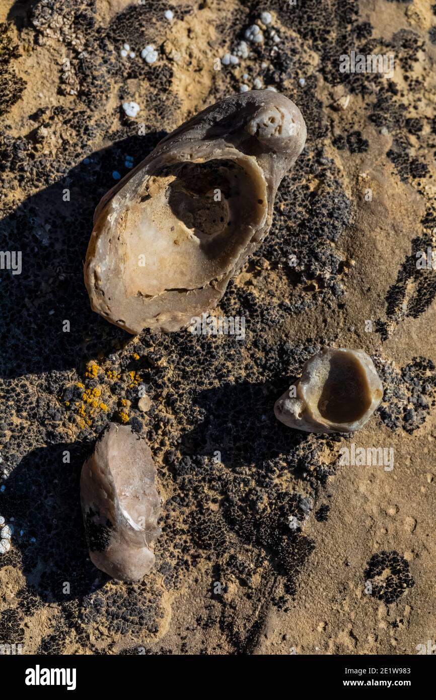 Des coquilles d'huîtres fossiles, Gryphaea spp., sont trouvées sur le site de Red Gulch Dinosaur Tracksite, sur le terrain BLM, près de Graybull et Shell, Wyoming, États-Unis Banque D'Images