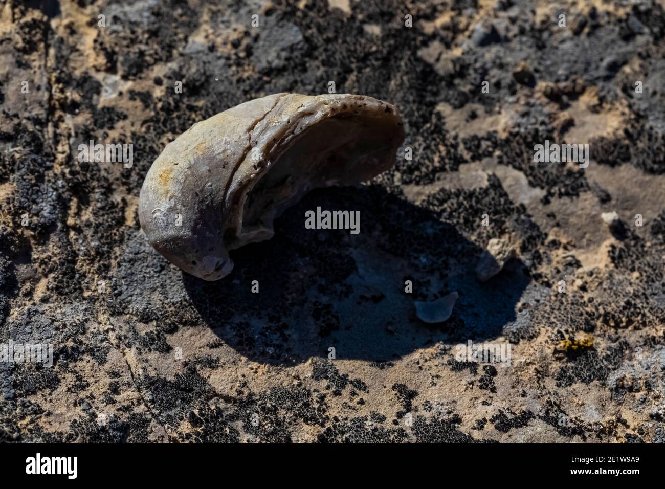 Des coquilles d'huîtres fossiles, Gryphaea spp., sont trouvées sur le site de Red Gulch Dinosaur Tracksite, sur le terrain BLM, près de Graybull et Shell, Wyoming, États-Unis Banque D'Images