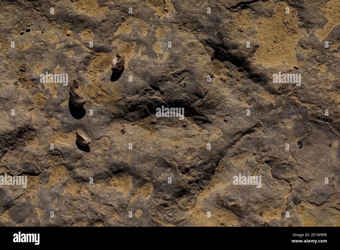 Piste de theropode avec l'huître fossile, Gryphaea spp., au Red Gulch Dinosaur Tracksite sur le terrain BLM près de Graybull et Shell, Wyoming, États-Unis Banque D'Images