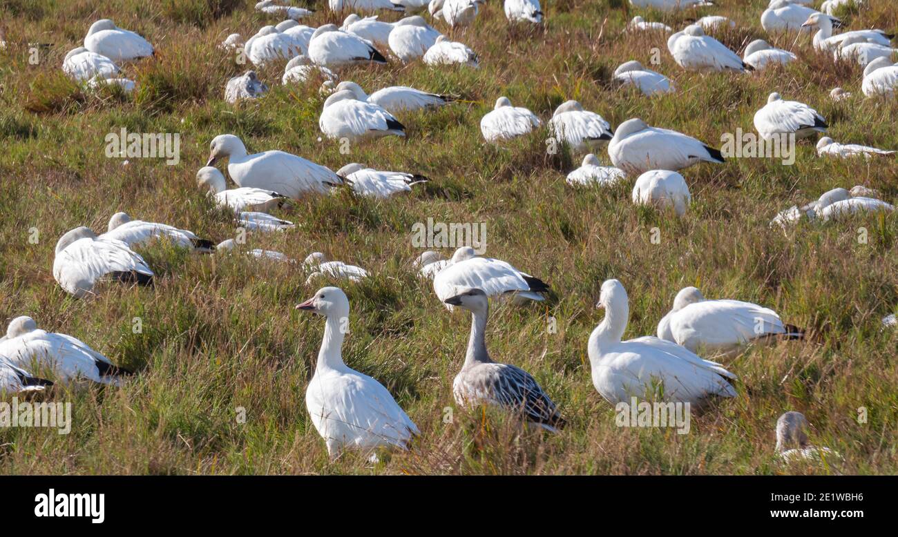 Migration des oies des neiges au Canada pendant la saison d'automne. Banque D'Images