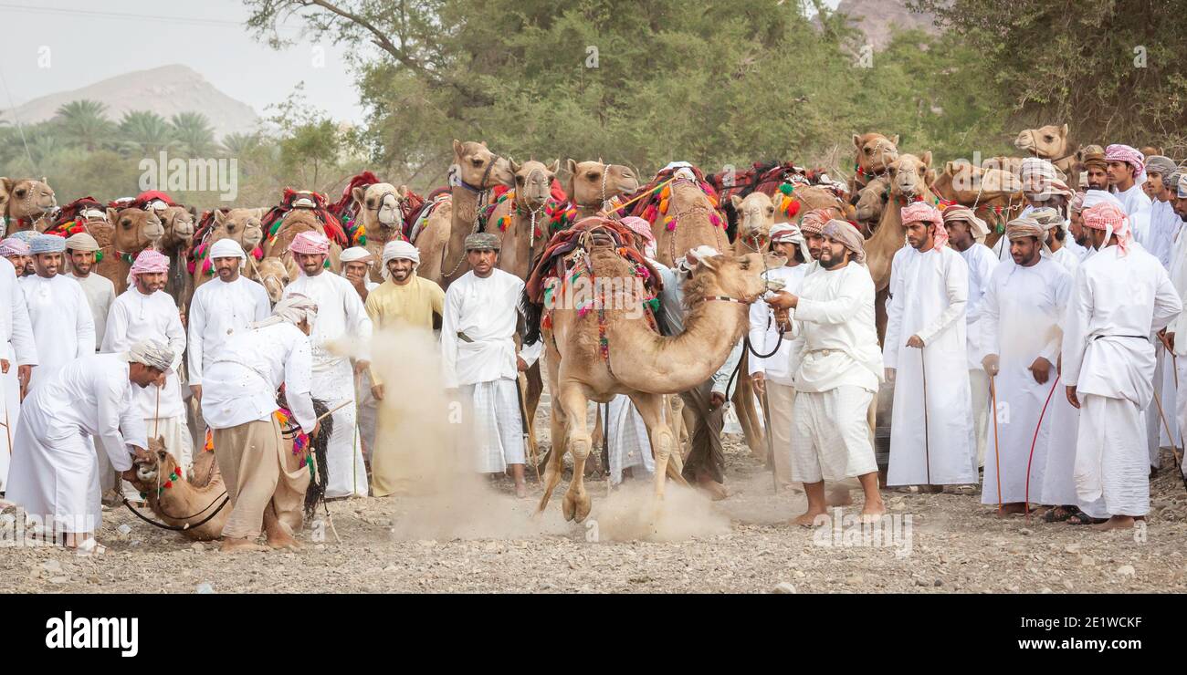 Khadal, Oman, 7 avril 2018 : des hommes qui font leurs chameaux sur une route de campagne poussiéreuse Banque D'Images
