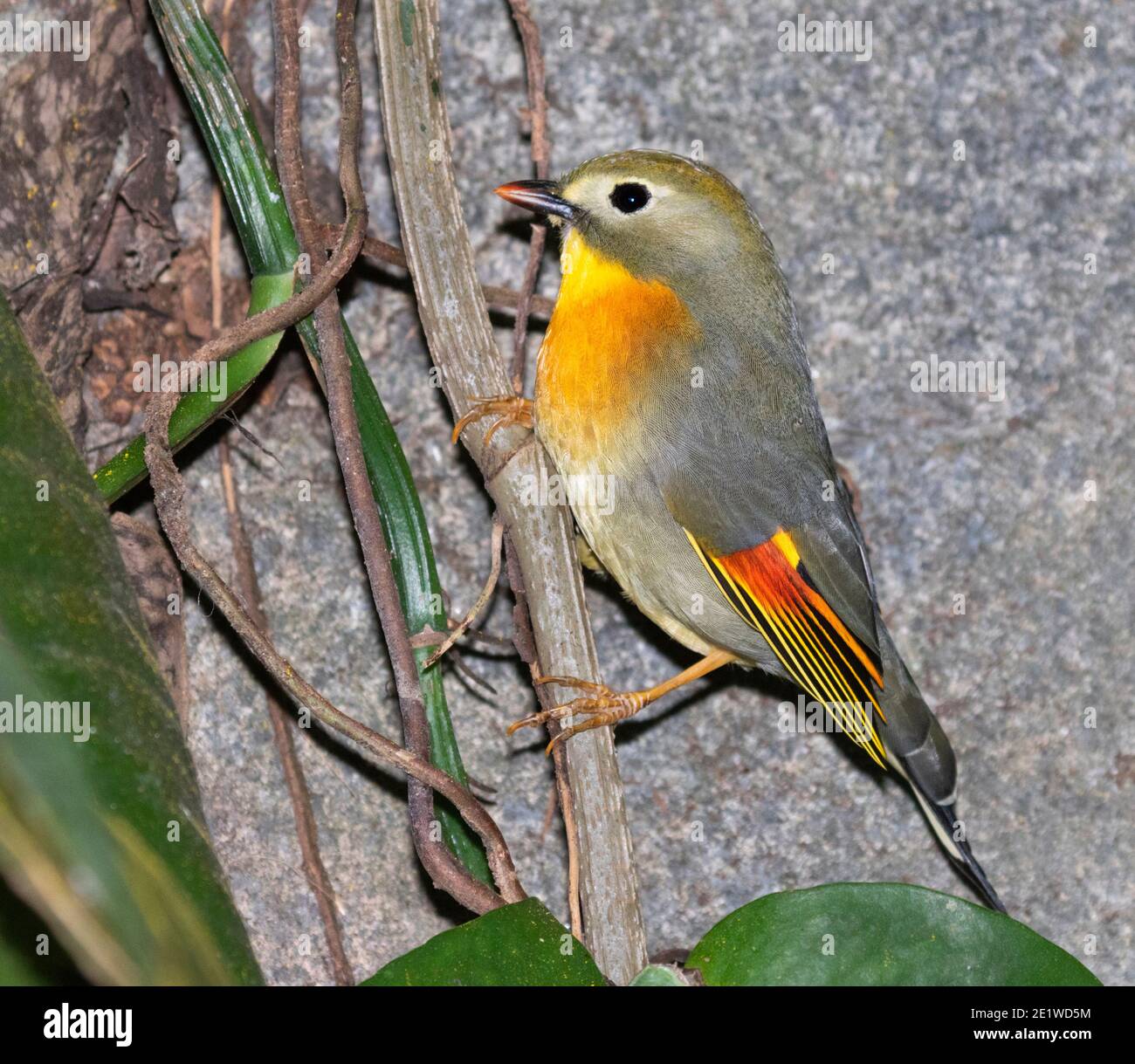 Le leiothrix à bec rouge (Leiothrix lutea) alimentation sur le sol de la forêt tropicale Banque D'Images