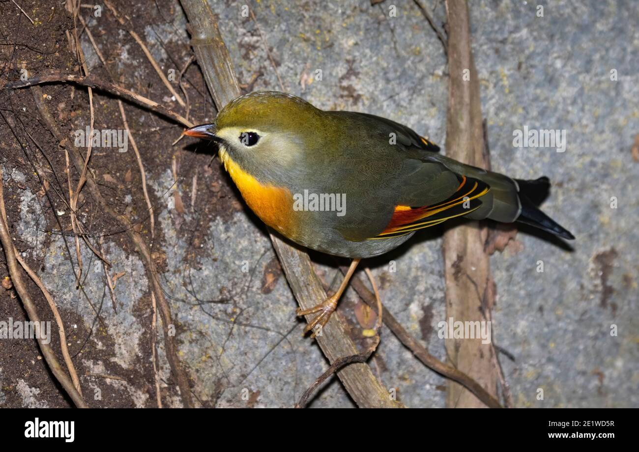 Le leiothrix à bec rouge (Leiothrix lutea) alimentation sur le sol de la forêt tropicale Banque D'Images