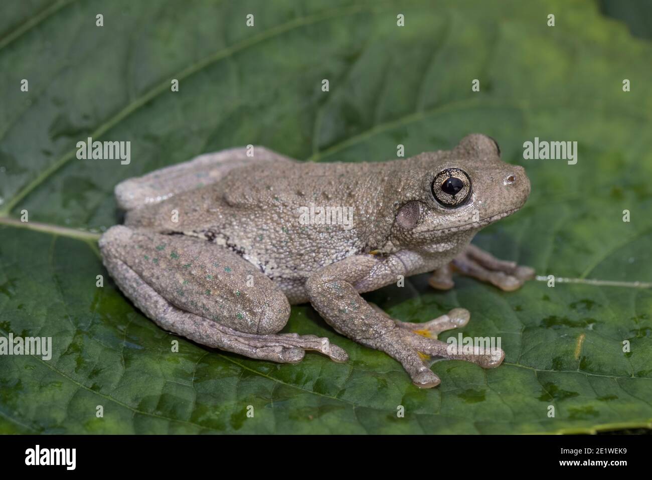Peron's Tree Frog reposant sur la feuille verte Banque D'Images