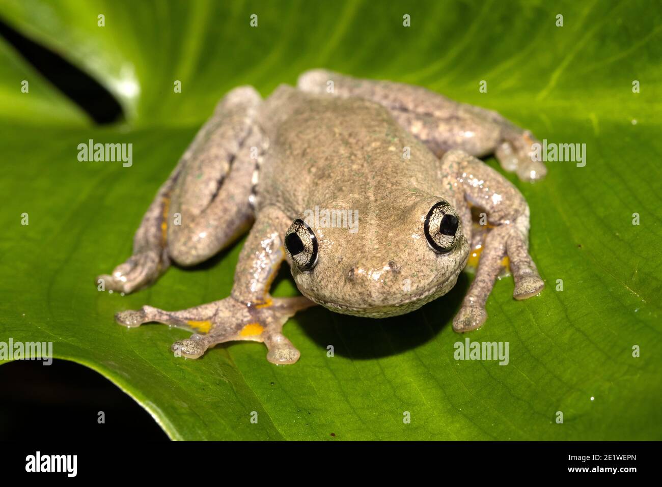 Peron's Tree Frog reposant sur la feuille verte Banque D'Images