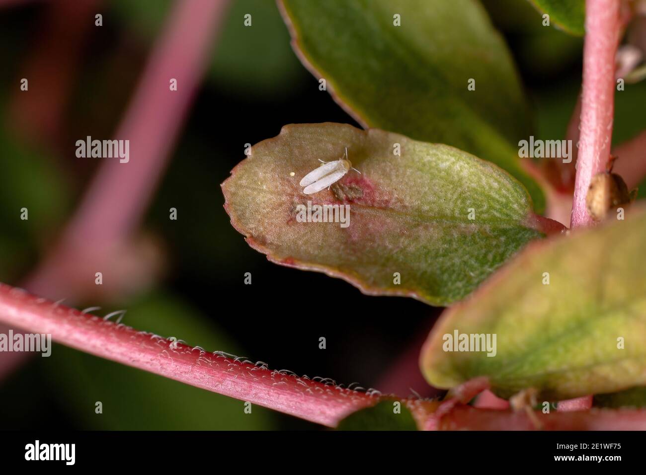 Adulte mouche blanche de la famille Aleyrodidae sur une feuille De la plante Rouge caustique-Creeper de l'espèce Euphorbia thymifolia Banque D'Images