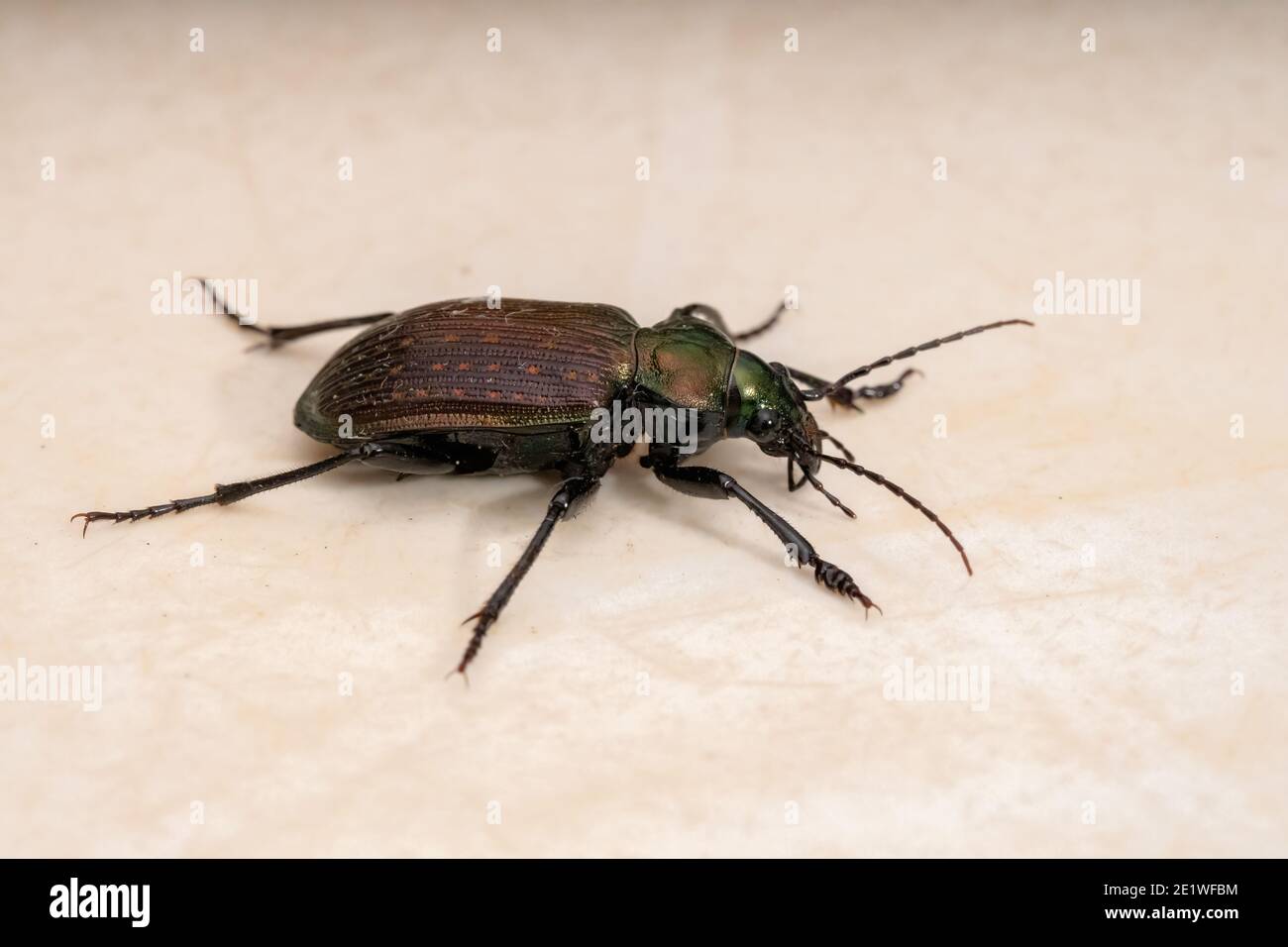 Adulte chasseur de chenille Beetle de l'espèce Calosoma alternes Banque D'Images