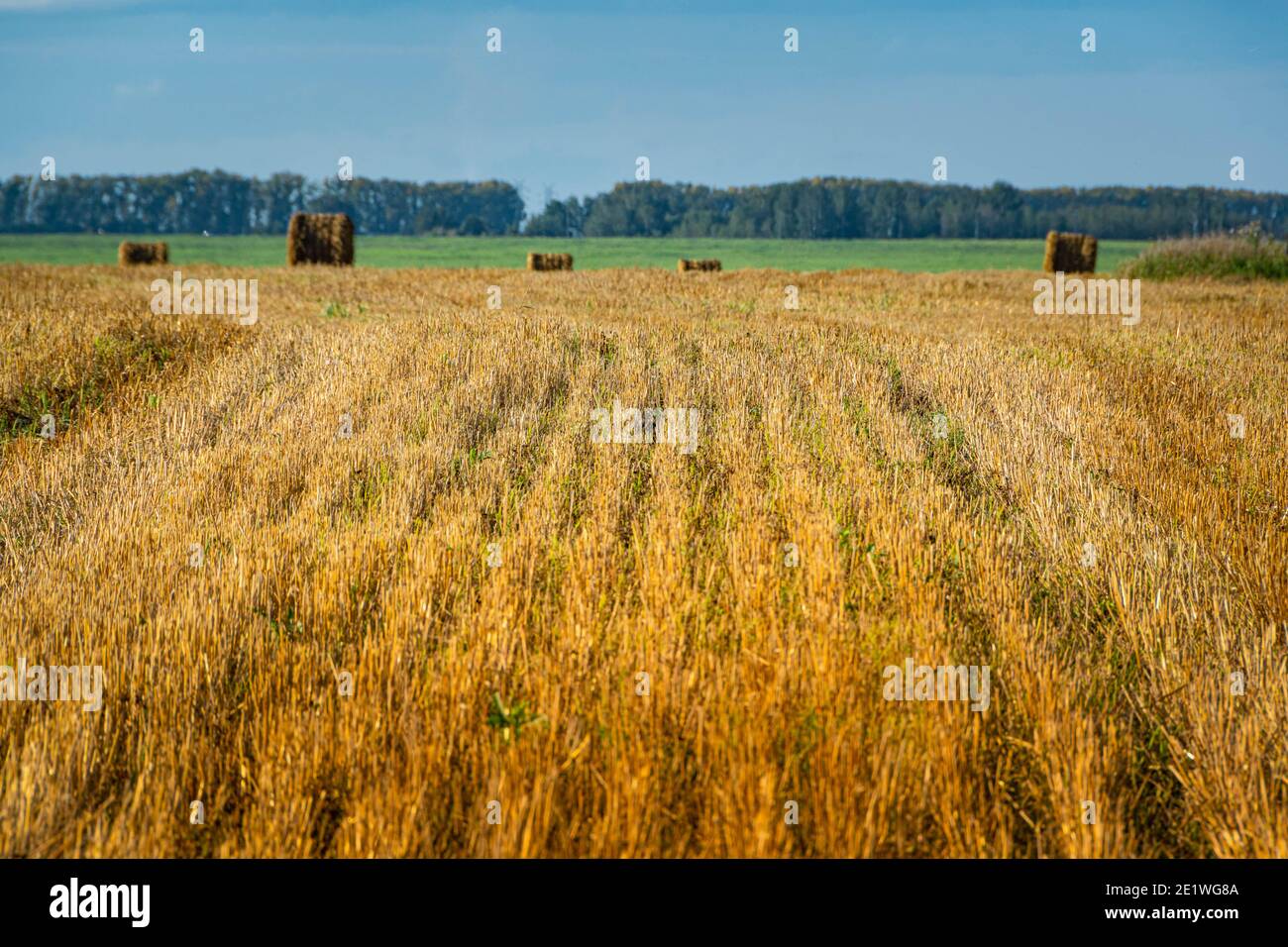 Champ jaune d'herbe tonde courte et dure avec balles rondes de foin à l'horizon Banque D'Images