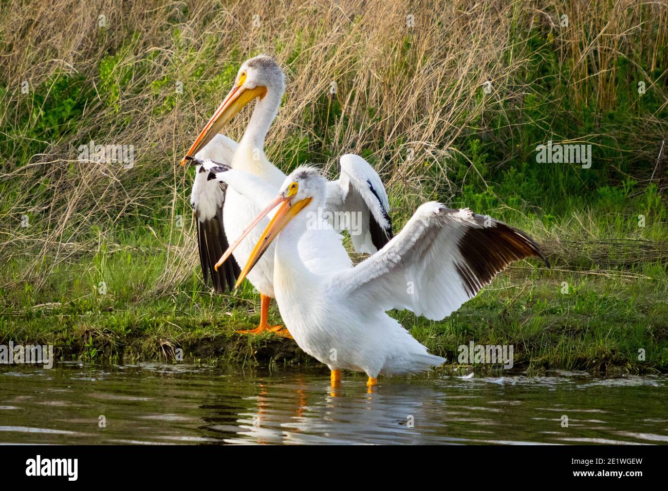 Un pélican blanc d'Amérique (Pelecanus erythrorhynchos) adulte non-reproducteur situé sur le côté d'un étang à Beaumont, en Alberta, au Canada. Banque D'Images