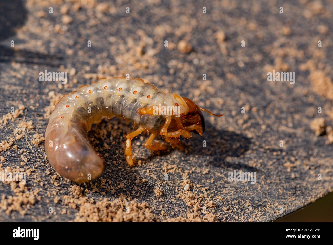 La mai bug (cafard) dans le ravageur de jardin en Turquie. Banque D'Images