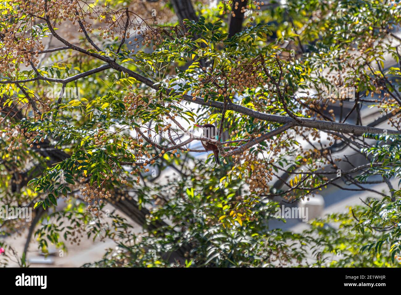 kingfisher à gorge blanche Halcyon smyrnensis, debout dans la nature, tel Aviv, Israël. Le kingfisher se trouve sur un arbre Melia azedarach entre les branches. Photo haute qualité Banque D'Images