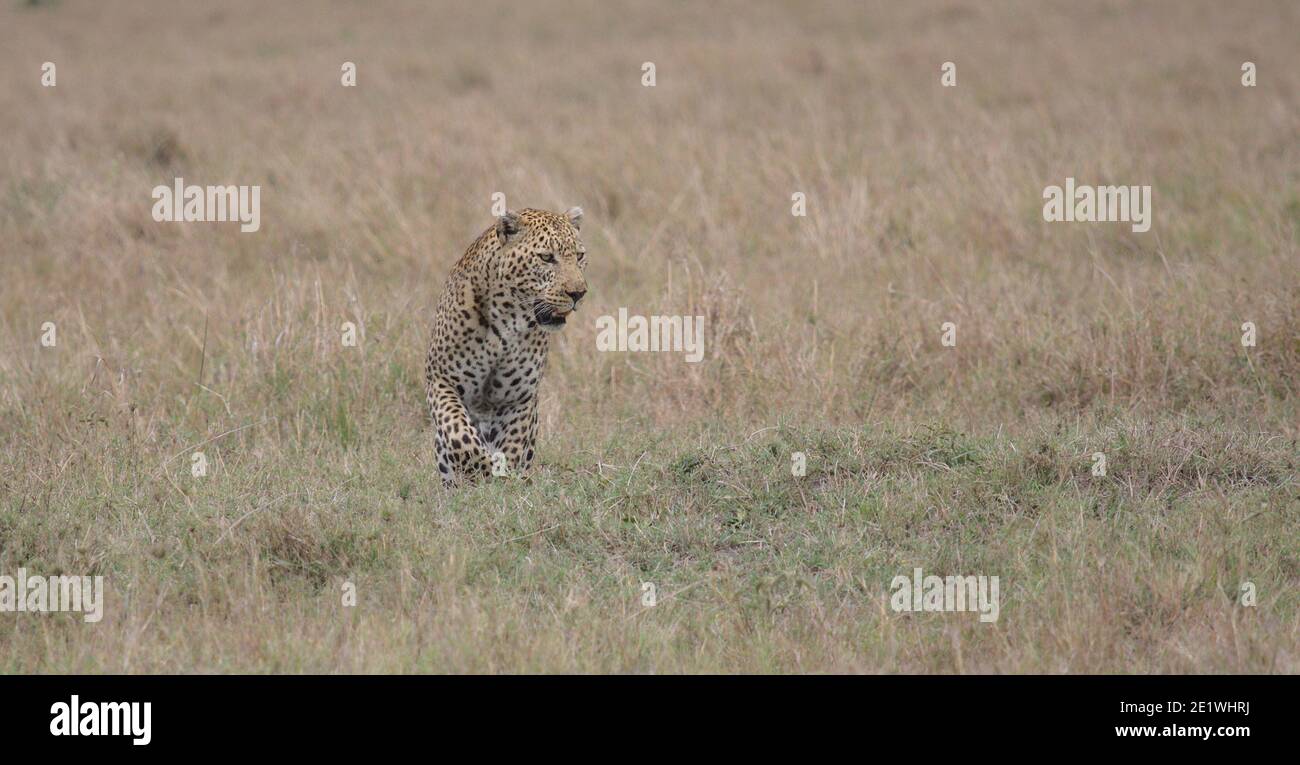 profil avant du léopard mâle marchant furtivement à la chasse dans les prairies sauvages de masai mara, kenya Banque D'Images