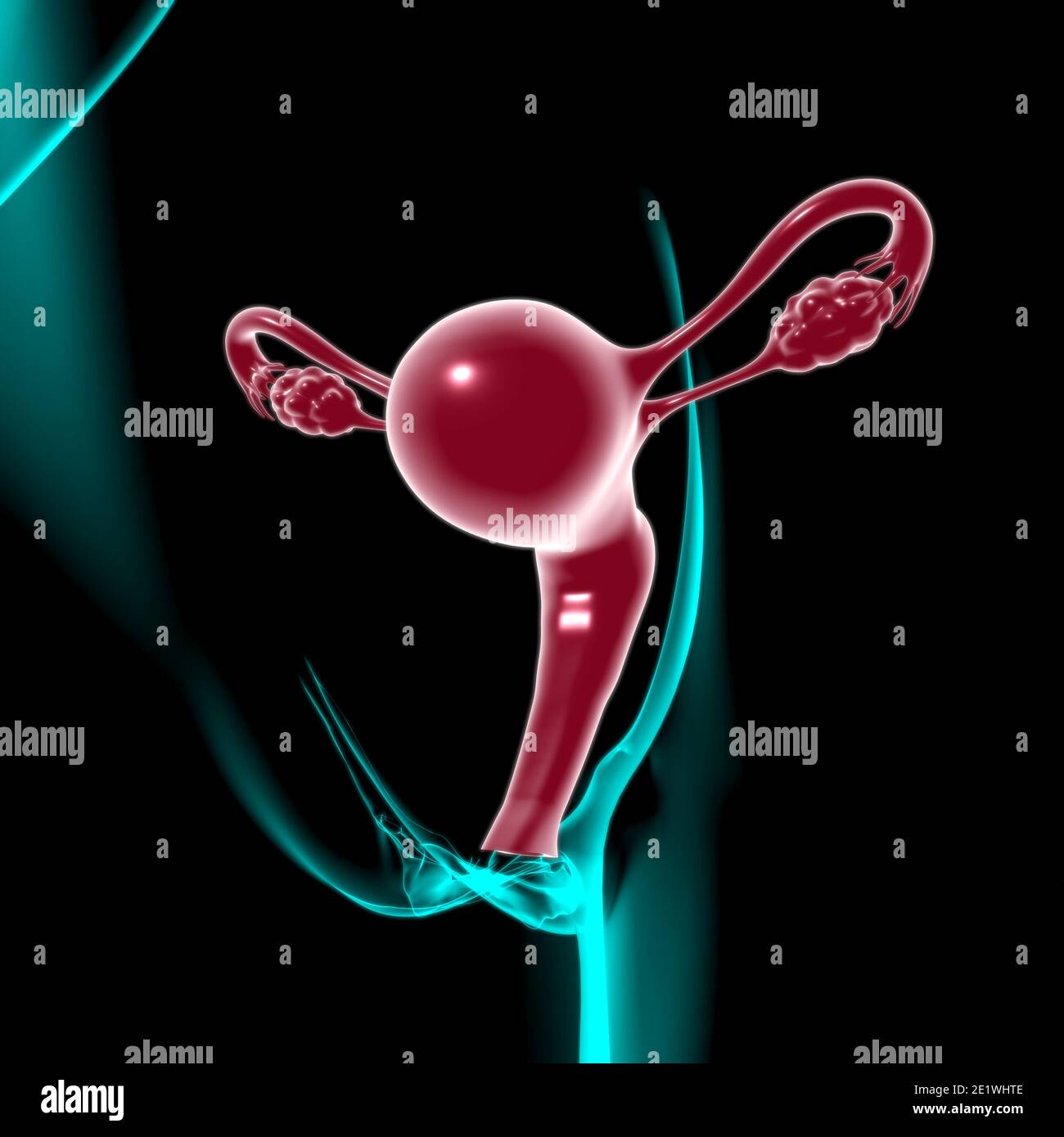 Anatomie du système reproductif féminin pour l'illustration 3D du