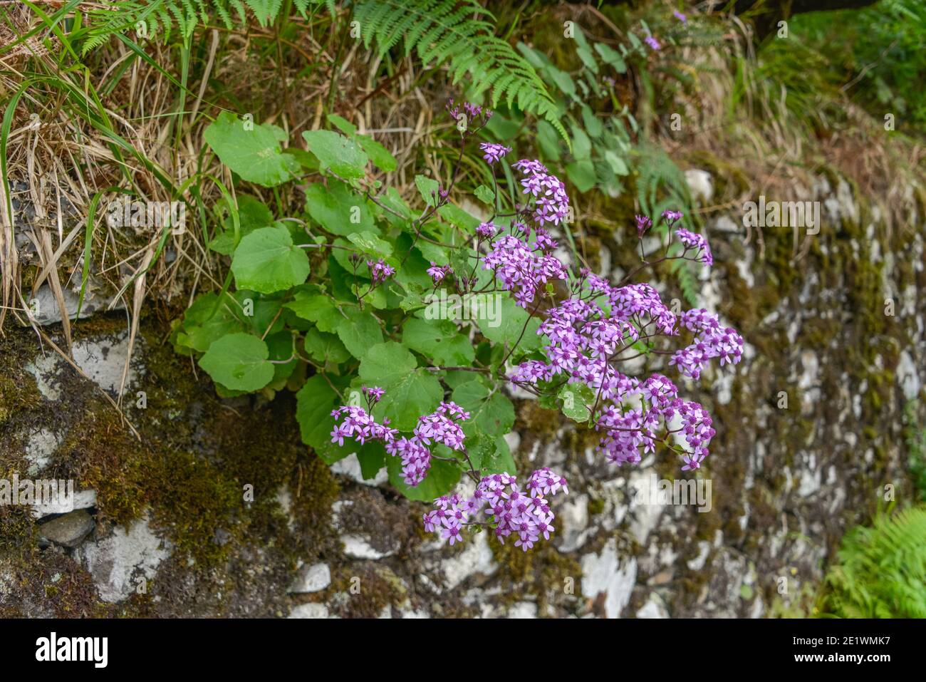 Bluetenpflanze, Rabacal-Tal, Zentralgebirge, Madère, Portugal Banque D'Images