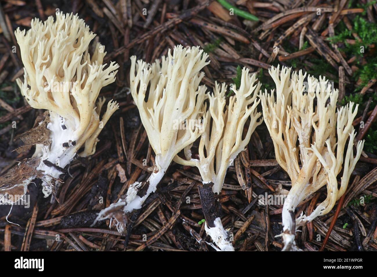 Ramaria gracilis, connue sous le nom de champignon corallien mince, champignon sauvage de Finlande Banque D'Images