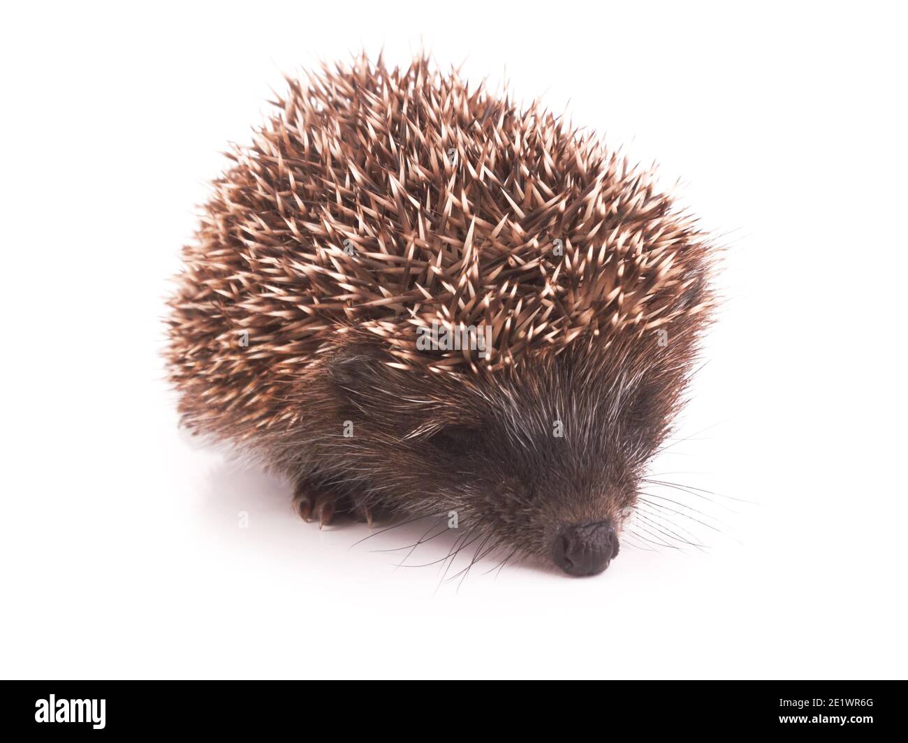 Hedgehog leg Banque d'images détourées - Alamy