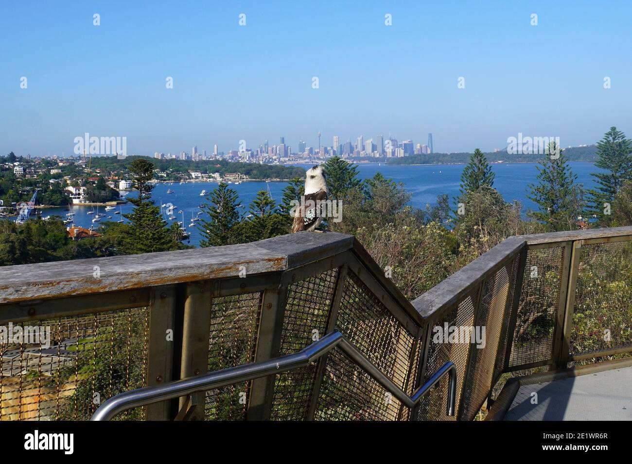Kookaburra en profitant d'une vue panoramique sur la ligne d'horizon de Sydney depuis Le sommet de Gap Bluff Banque D'Images