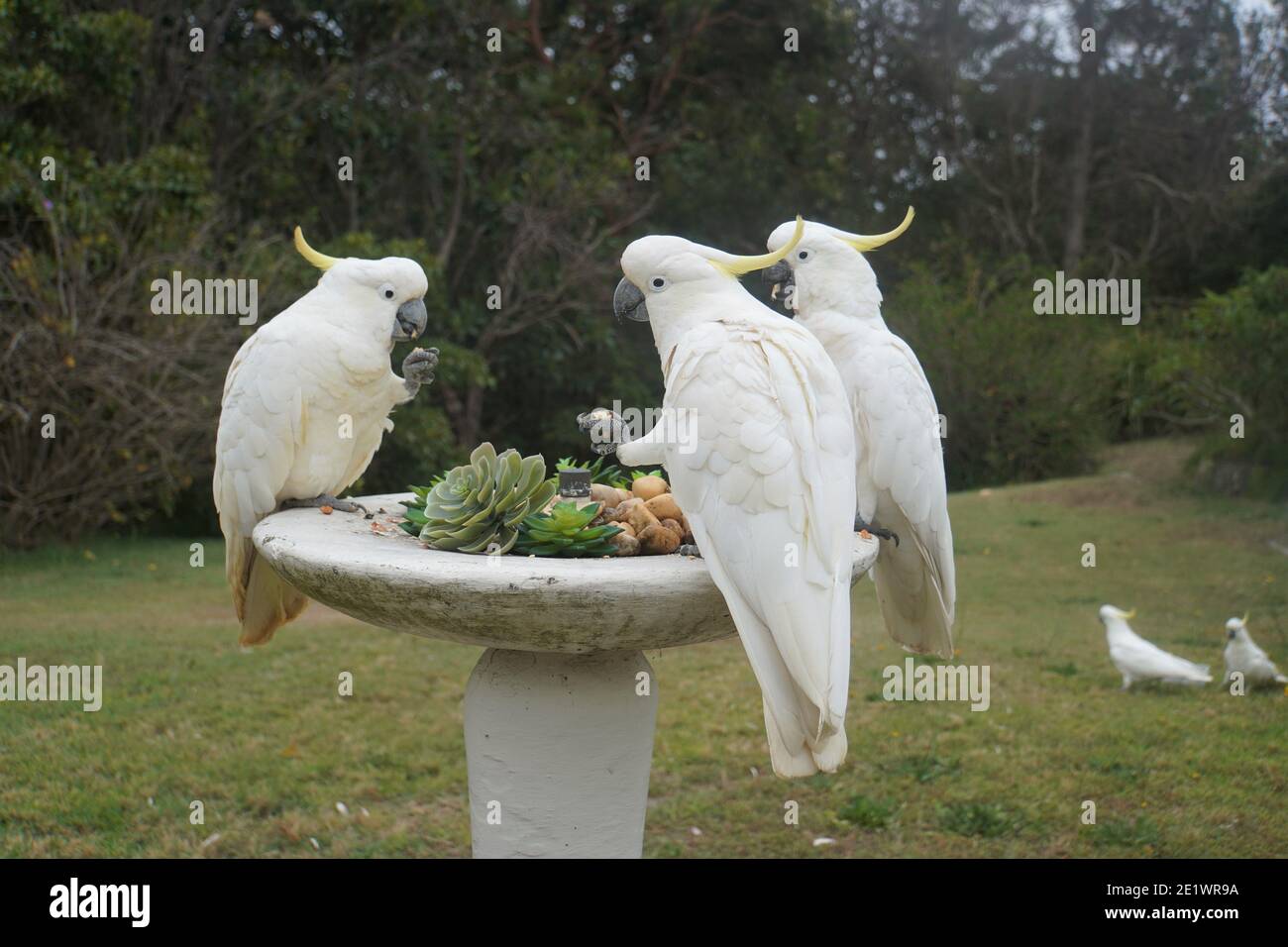 Trois Cockatoos prenant le petit déjeuner sur une fontaine Banque D'Images