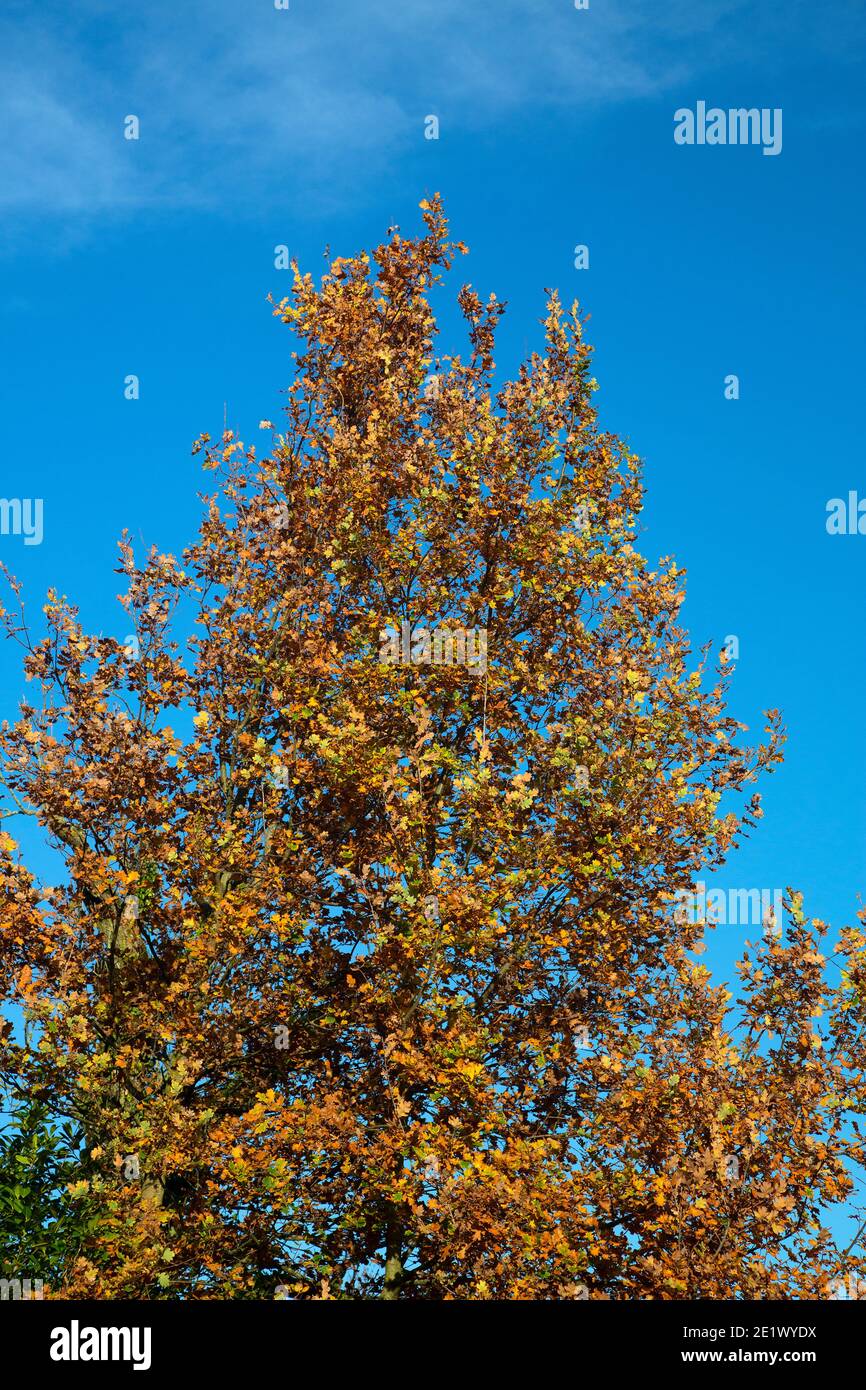 Chêne commun (Quercus robur) aux couleurs d'automne sur ciel bleu Banque D'Images