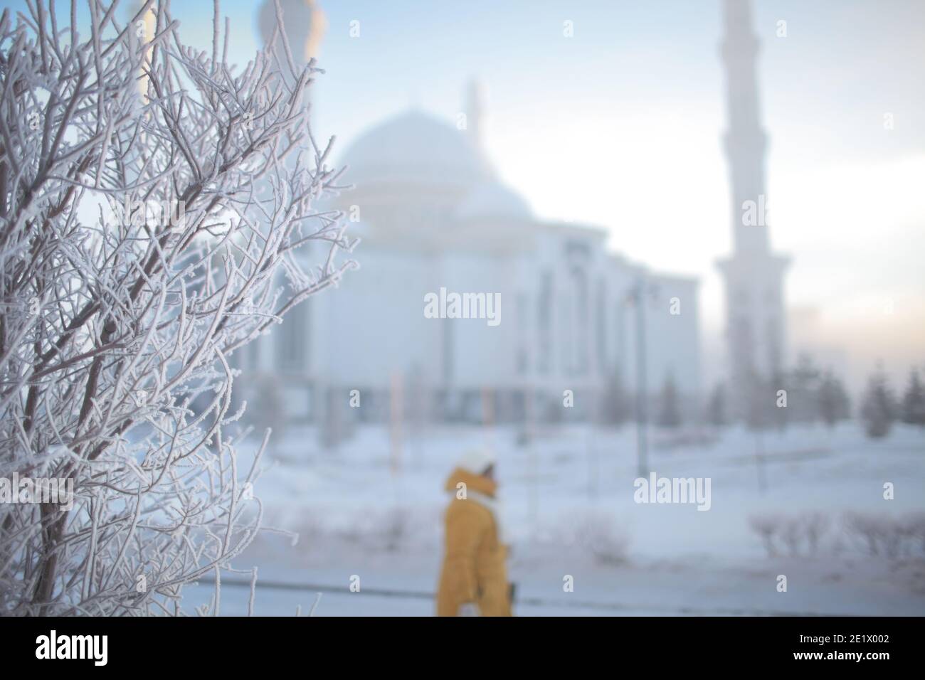 Matin d'hiver avec branches d'arbre congelées. Banque D'Images