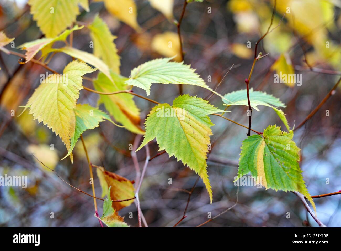 Belle et colorée feuille d'automne . saison d'automne, Banque D'Images