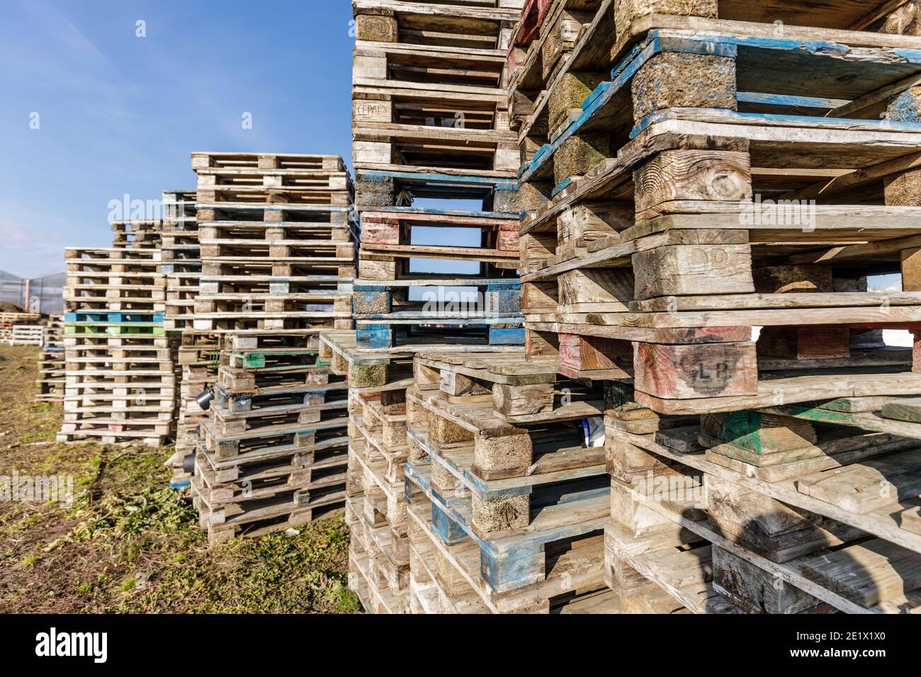 Un groupe de palettes en bois euro anciennes et d'occasion. Banque D'Images